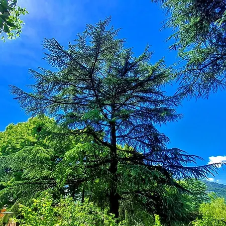 New Alps View Design Flat - Free Parking, Quiet, Hospital & Center *